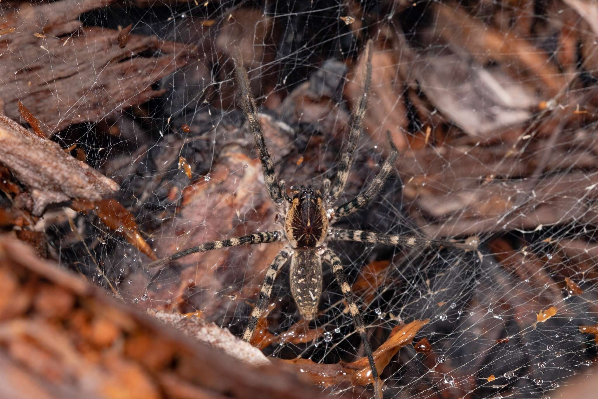 Image of Lake Placid Funnel Wolf Spider