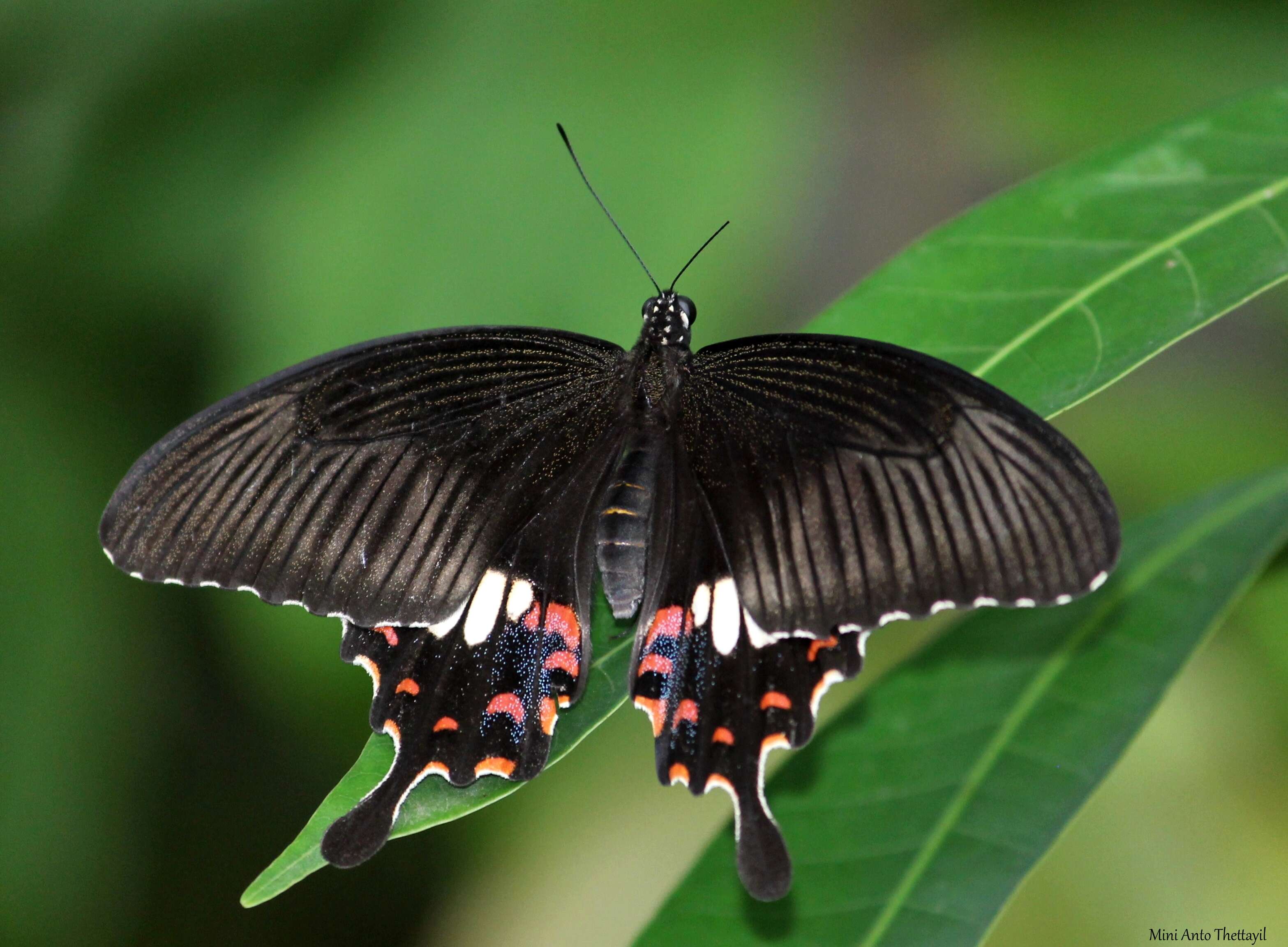 Image of Papilio polytes Linnaeus 1758