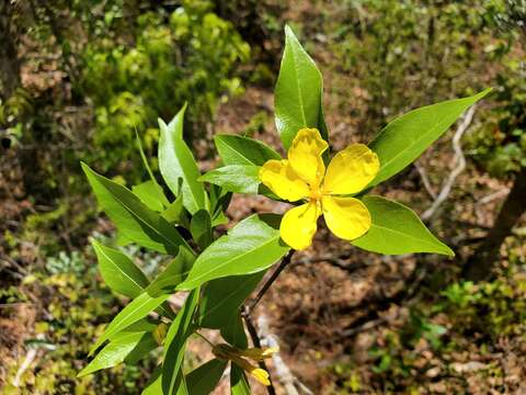 Imagem de Arboa integrifolia (Claverie) Thulin & Razafim.