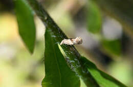 Image of Cochylidia heydeniana Herrich-Schäffer