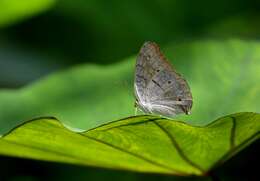 Plancia ëd Junonia atlites Linnaeus 1763