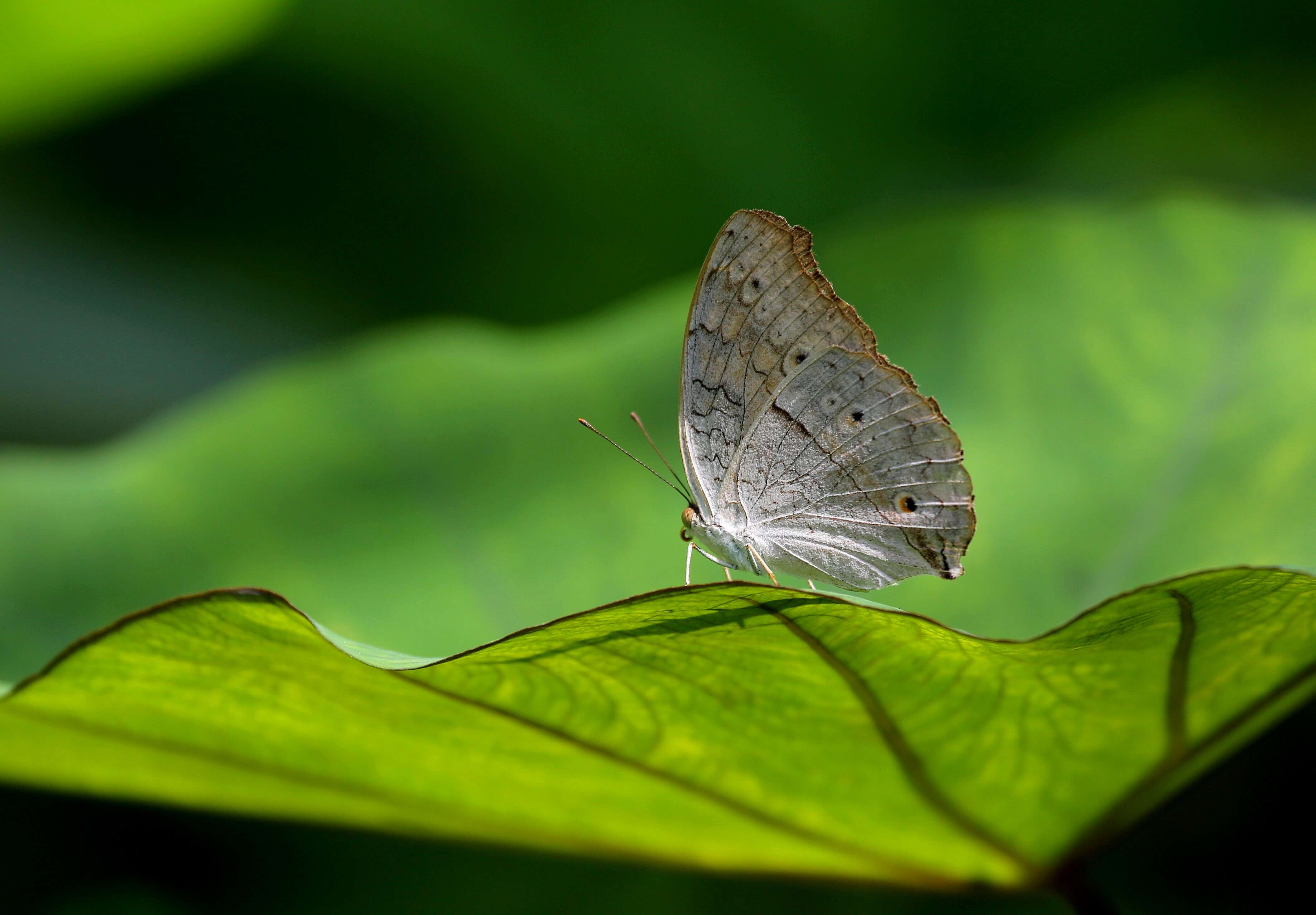 Plancia ëd Junonia atlites Linnaeus 1763