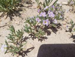 Image of Stevens' fiddleleaf