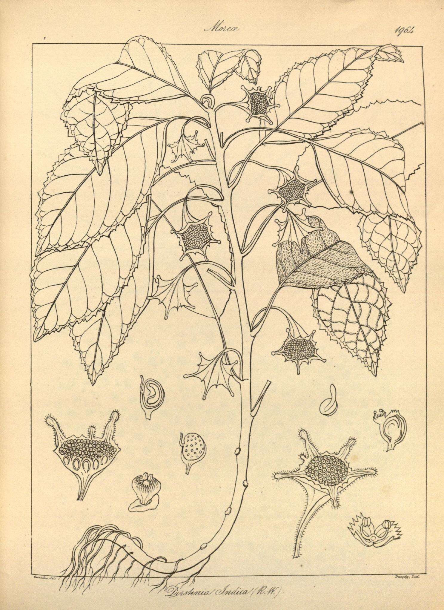 Image of Dorstenia indica Wight