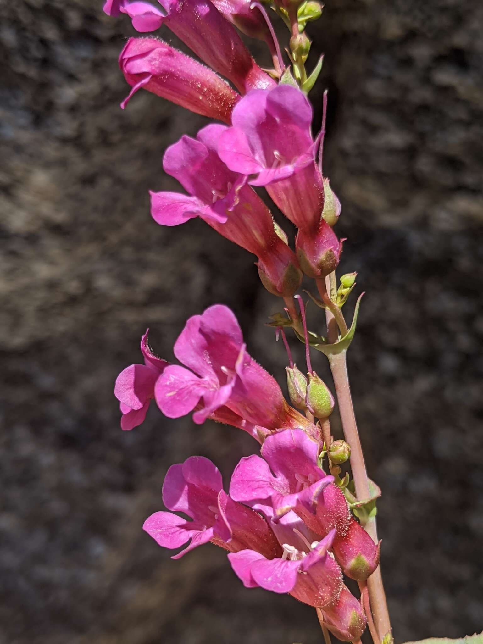 Image of San Jacinto beardtongue