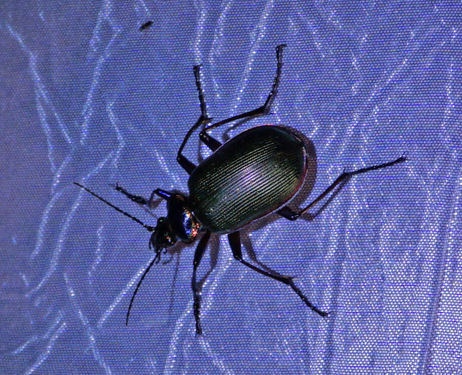 Imagem de Calosoma (Calosoma) wilcoxi Le Conte 1847