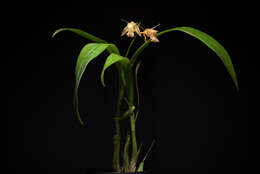 Image of Coelogyne planiscapa Carr