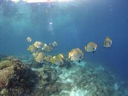 Image of Golden batfish