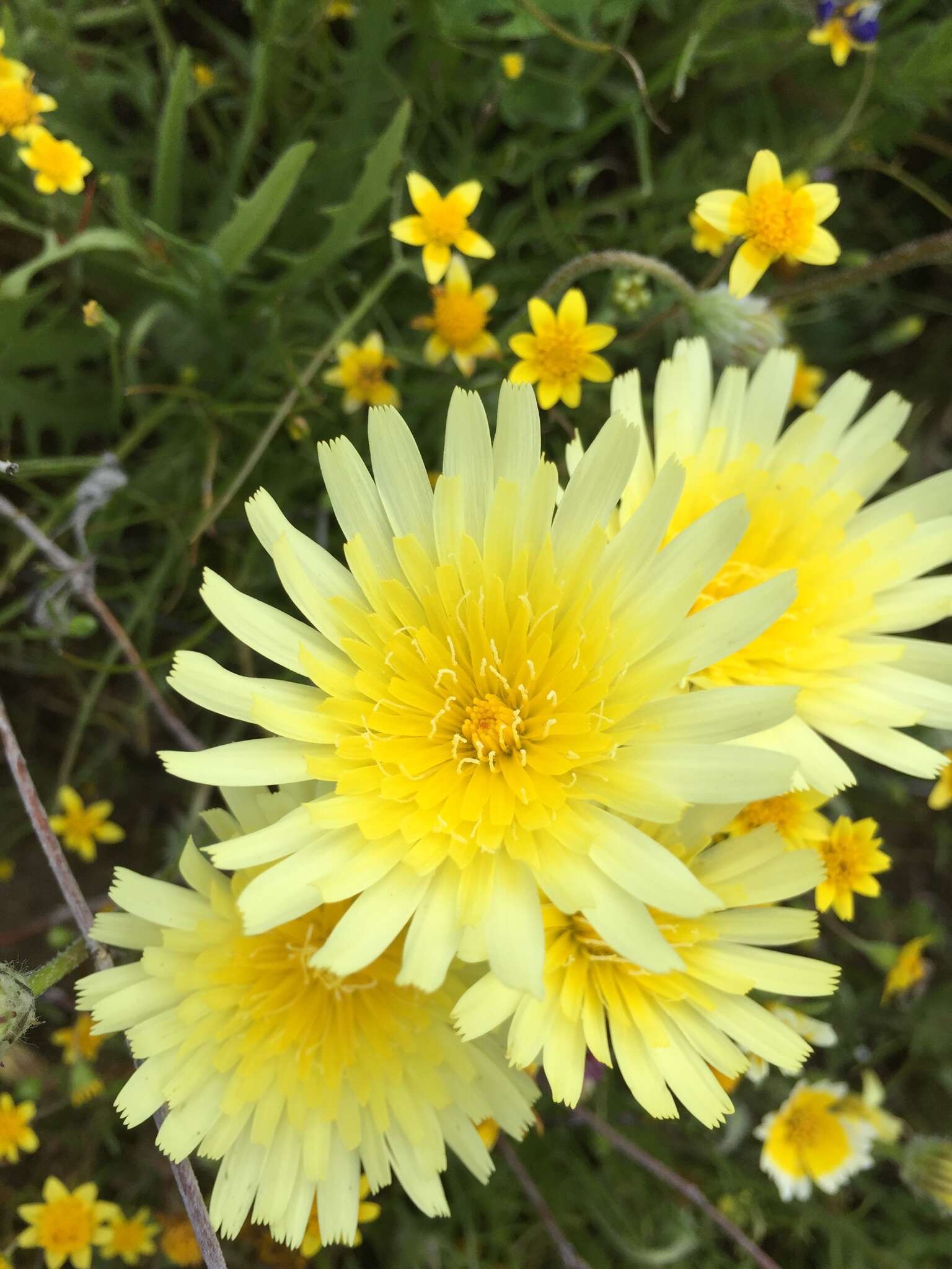 Image of California desertdandelion