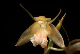 Coelogyne planiscapa Carr resmi