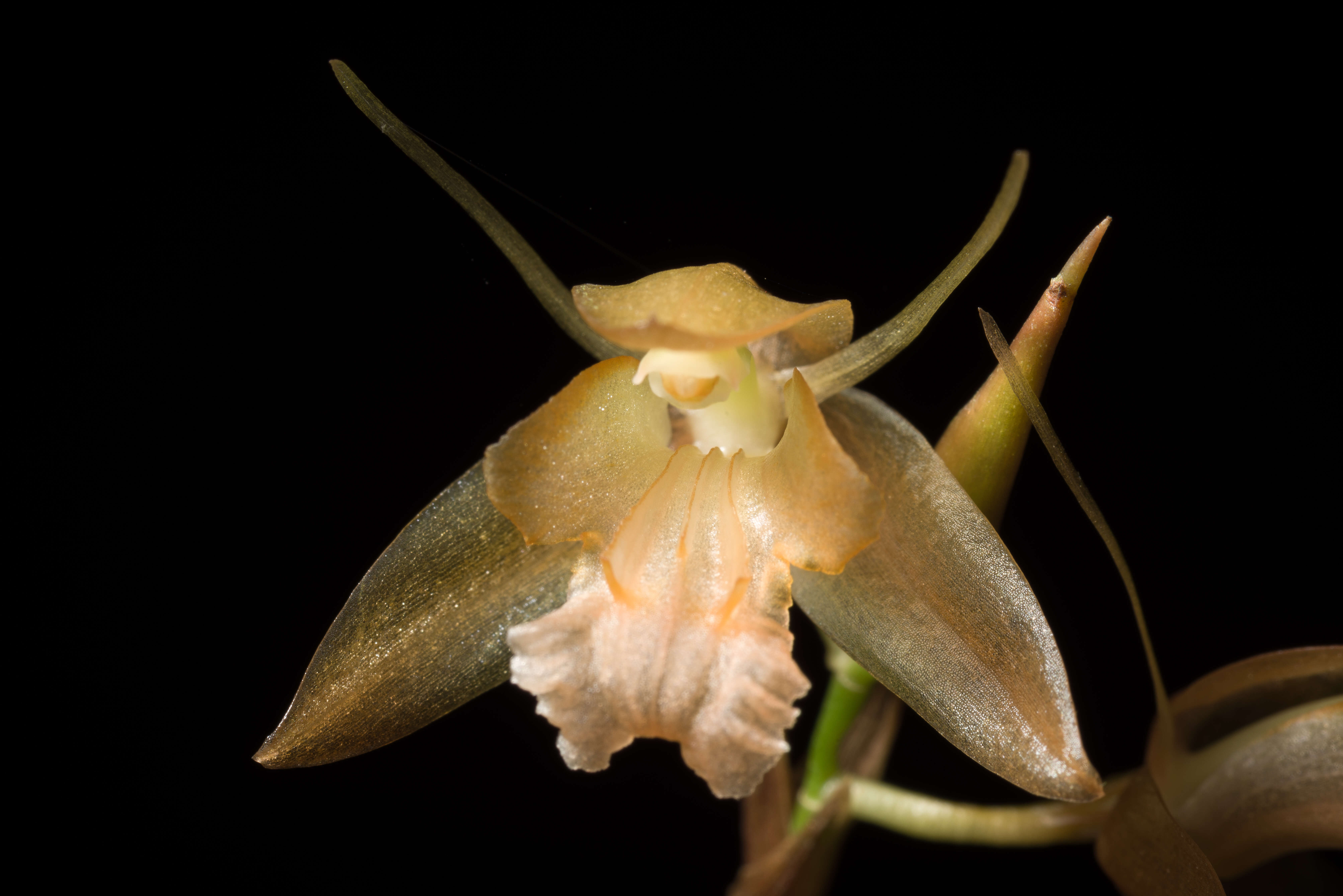 Image of Coelogyne planiscapa Carr