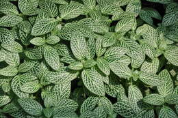 Fittonia albivenis (Lindl. ex Veitch) R. K. Brummitt resmi