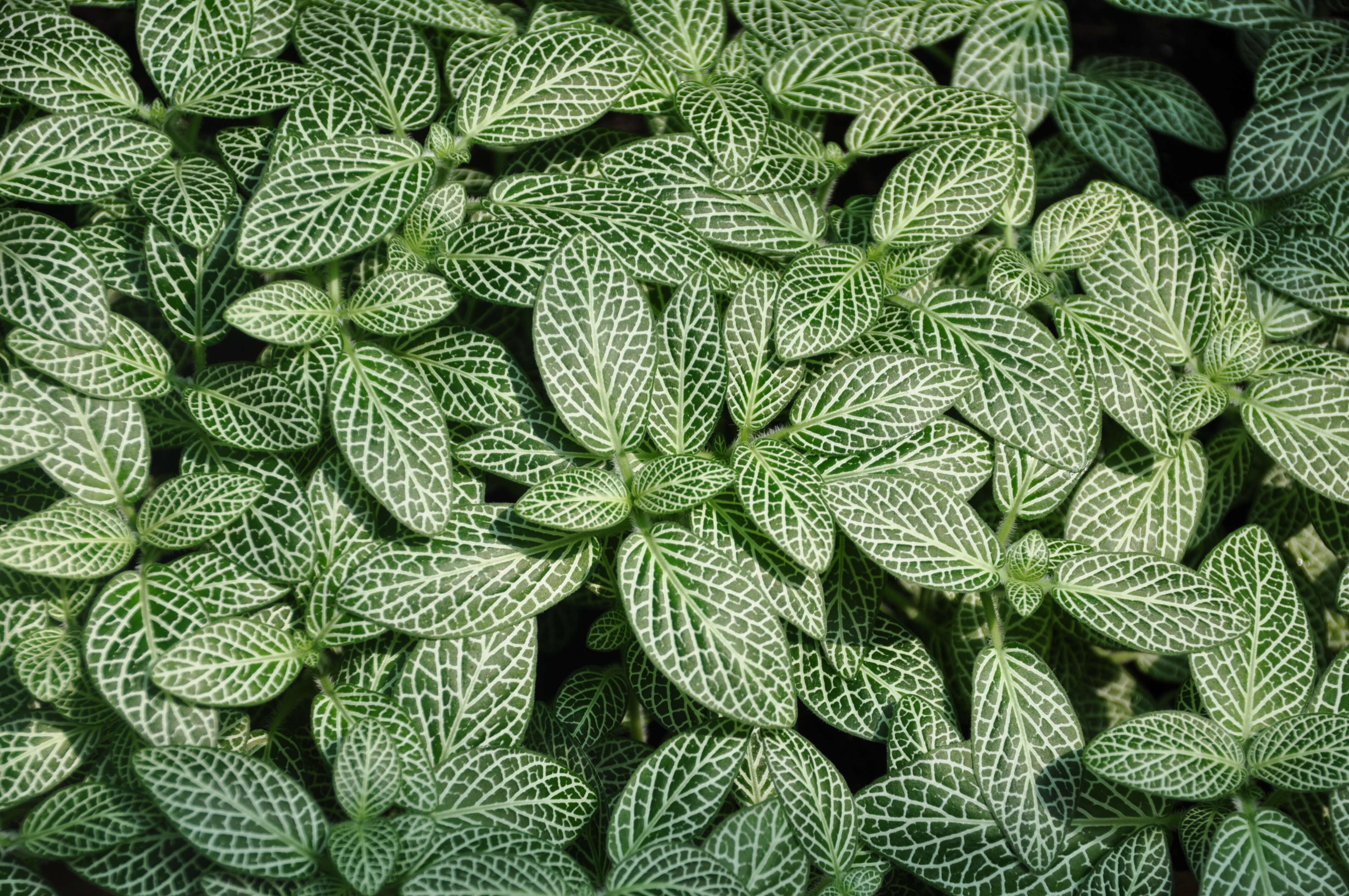 صورة Fittonia albivenis (Lindl. ex Veitch) R. K. Brummitt