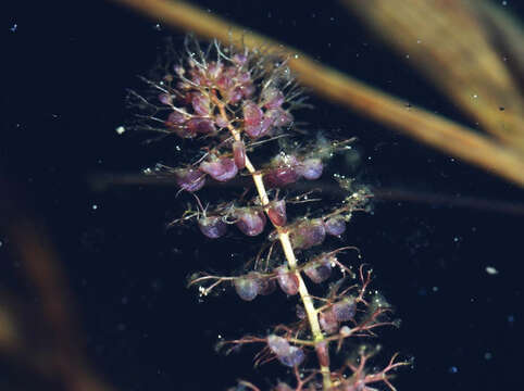 Image of Greater Bladderwort