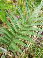 Image de Valeriana stolonifera subsp. angustifolia