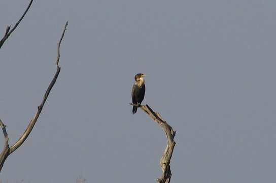 Image of Phalacrocorax carbo lucidus