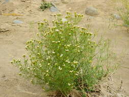 Sivun Tagetes argentina Cabrera kuva