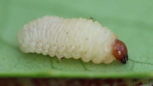 Image of Acorn weevil