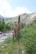 Image of Eremurus regelii Vved.