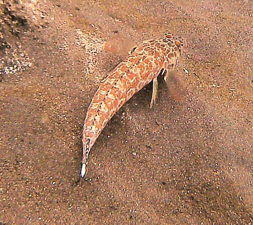 Image of Parapercis millepunctata