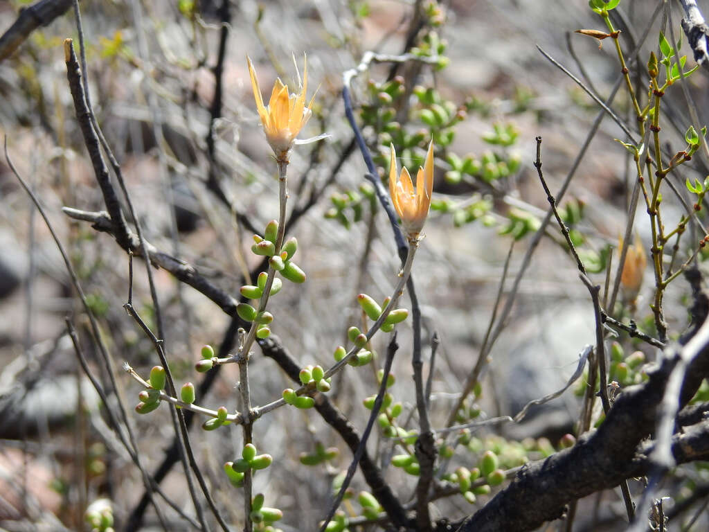 Image of Grahamia bracteata Gill.