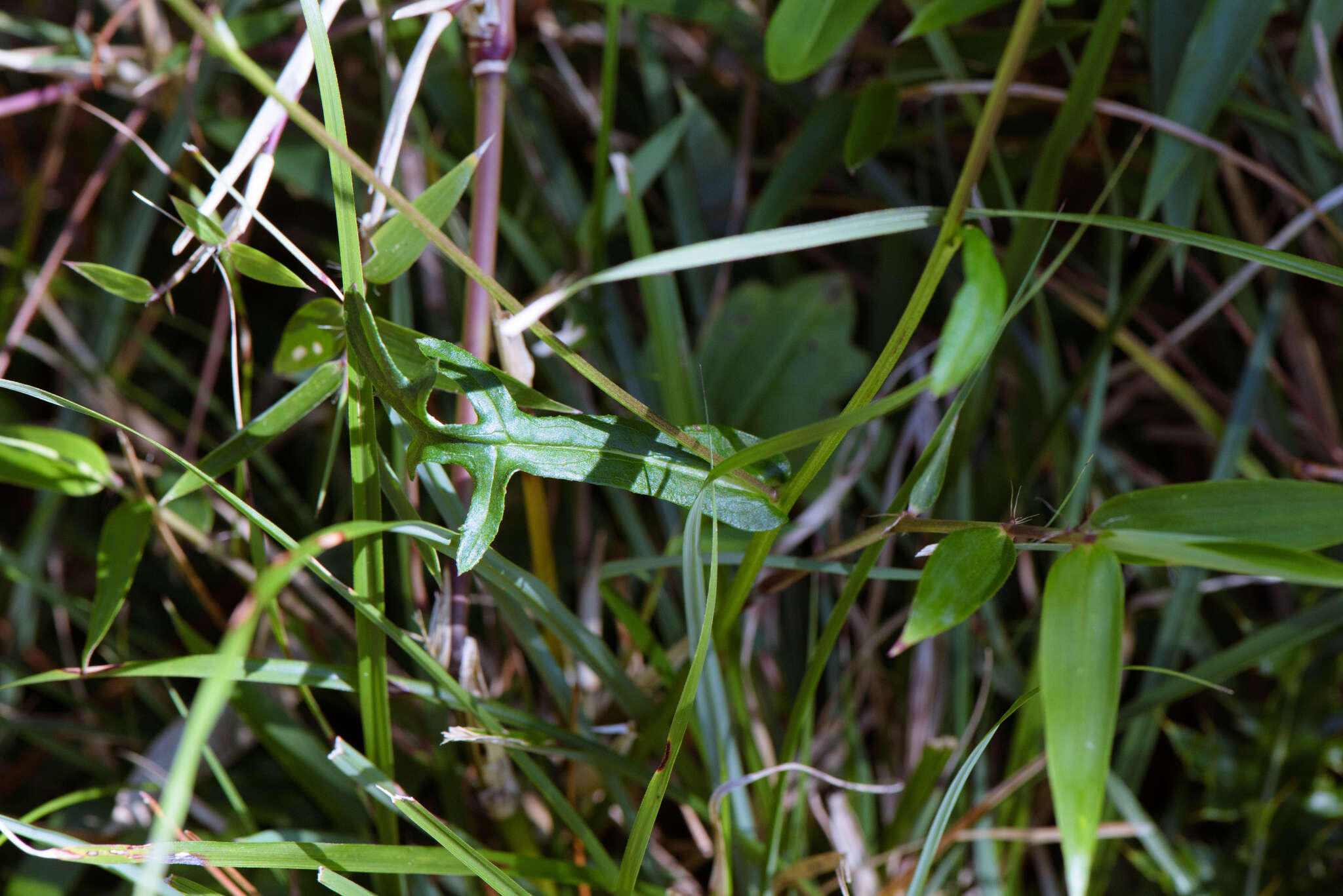 Plancia ëd Myriactis humilis Merr.