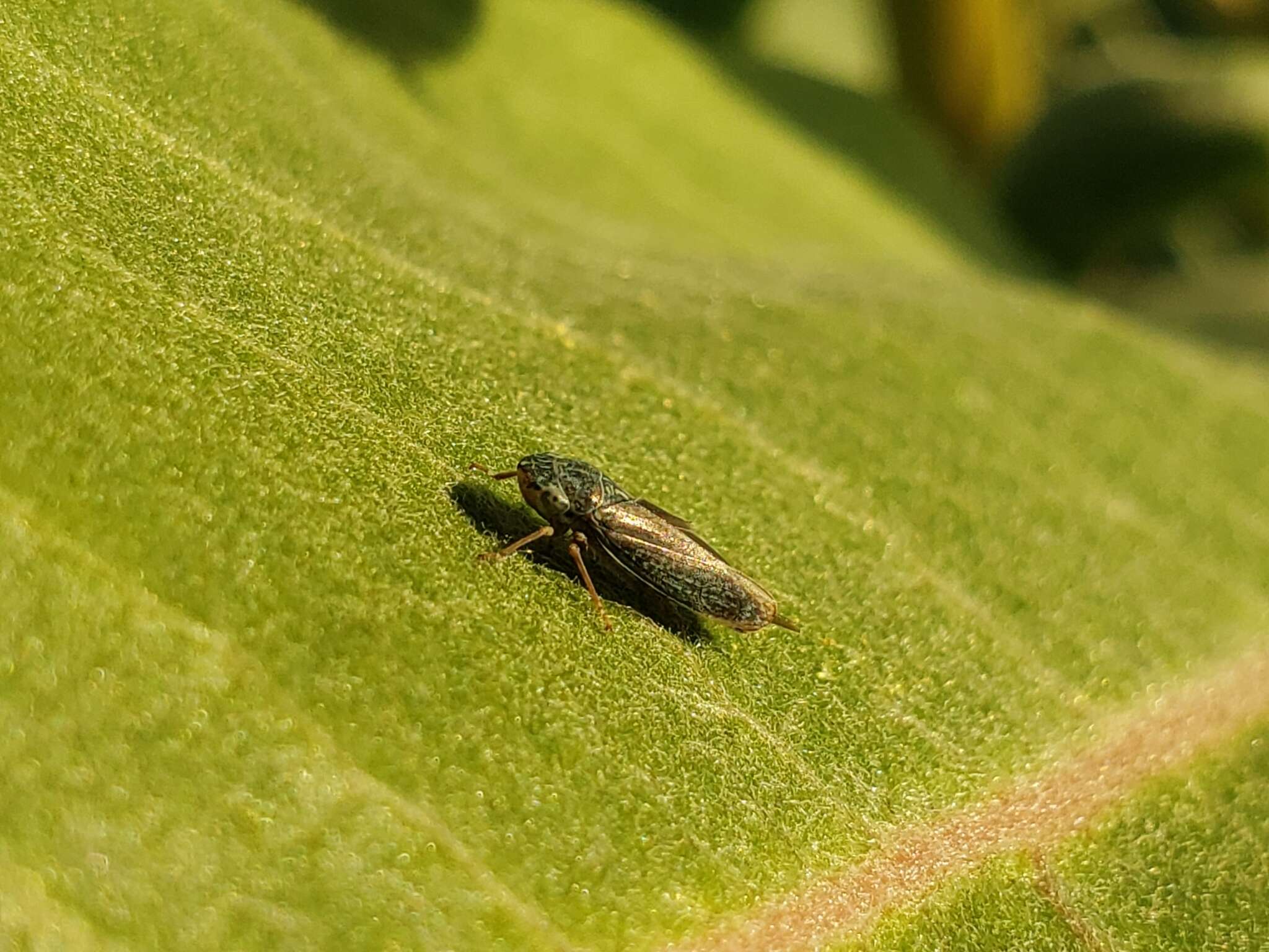 Image of Graphocephala confluens (Uhler 1861)