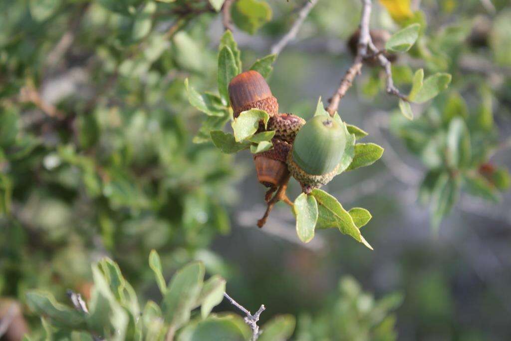 Image of Quercus pringlei Seemen ex Loes.