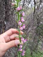 Sivun Antirrhinum thompsonii D. J. Keil kuva