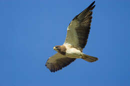 Image of Swainson's Hawk