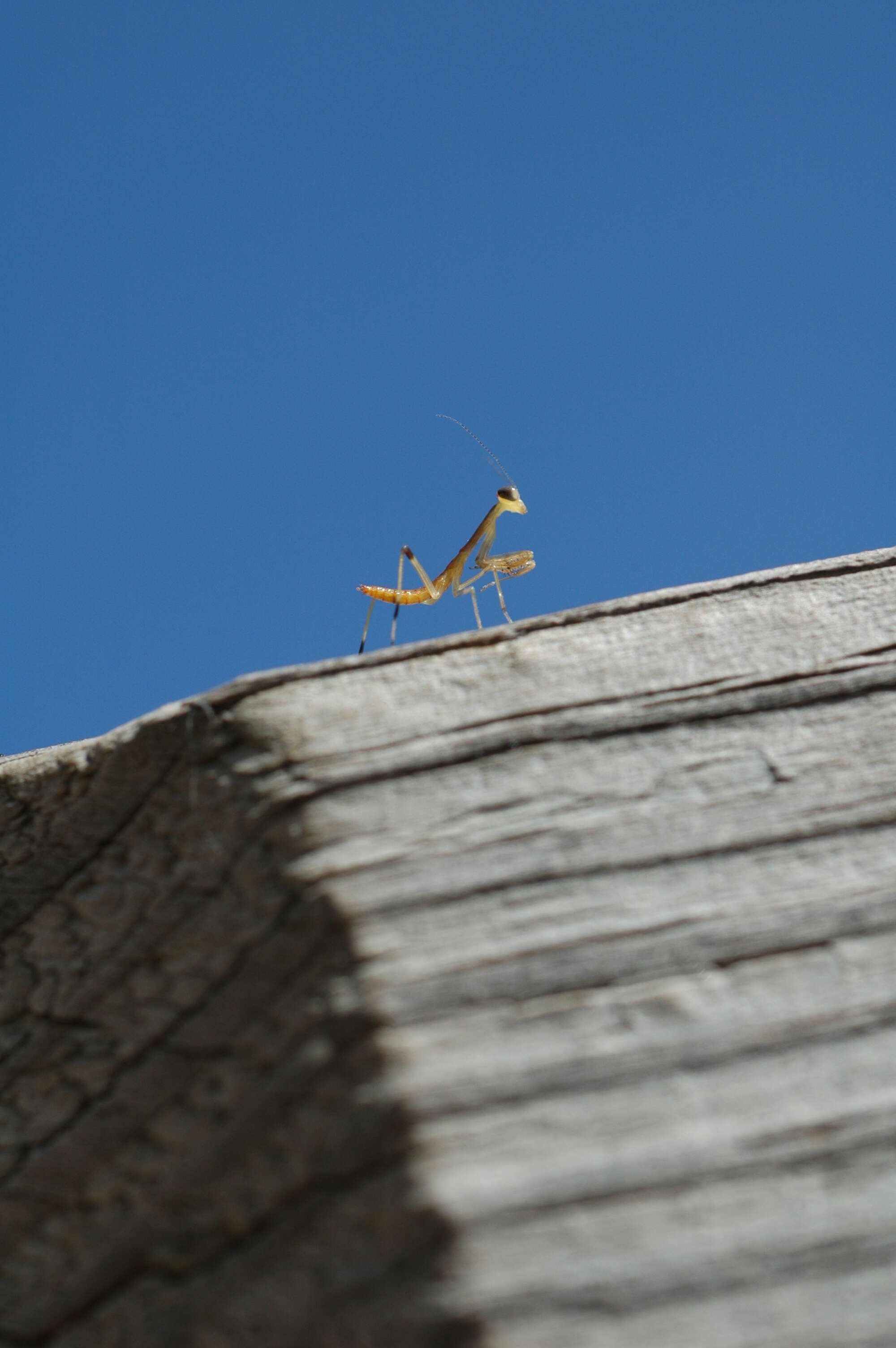 Image of Carolina Mantis