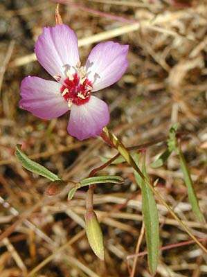 Plancia ëd Clarkia franciscana H. Lewis & Raven