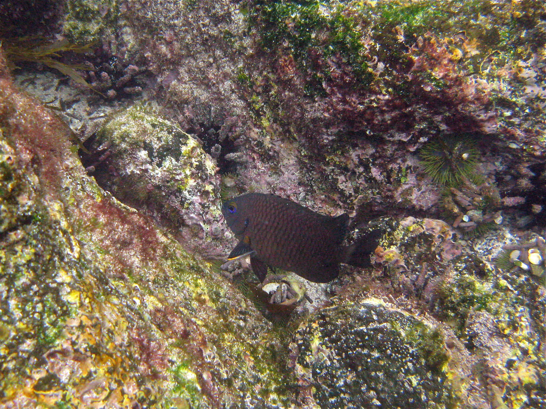 Image of Galapagos ringtail damselfish