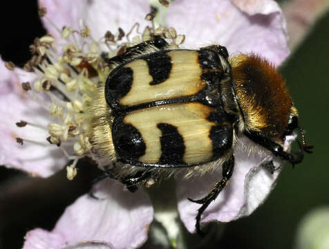 Image of Bee beetle