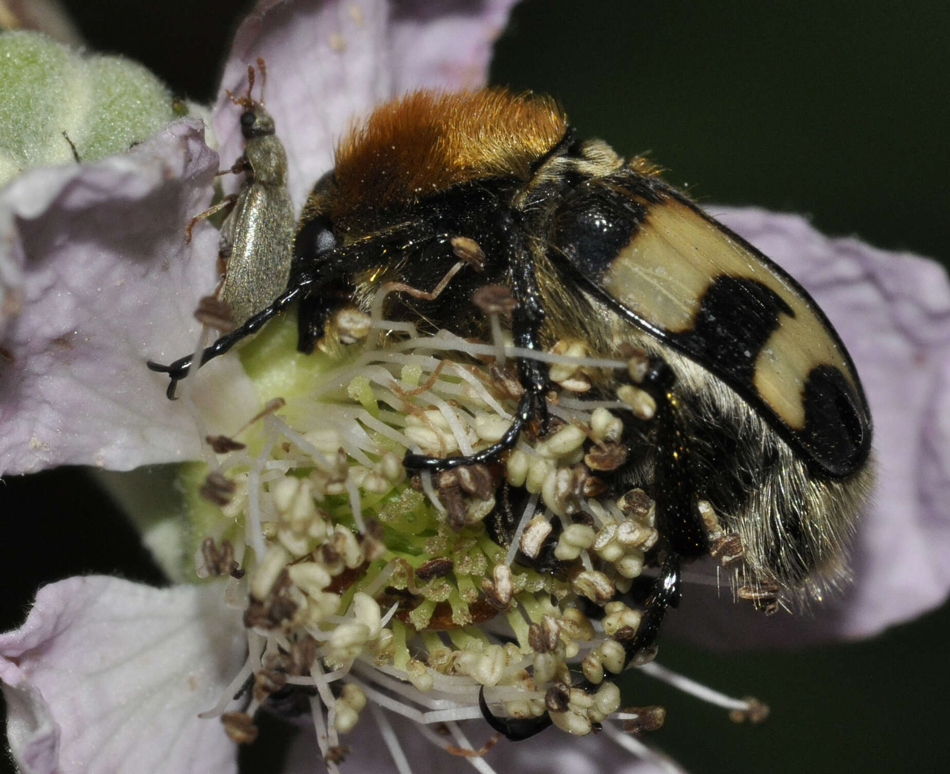 Image of Bee beetle