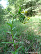 Plancia ëd Lithospermum strictum Lehm.