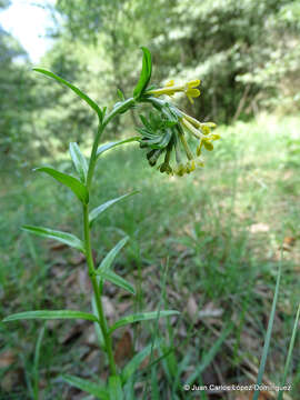 Plancia ëd Lithospermum strictum Lehm.