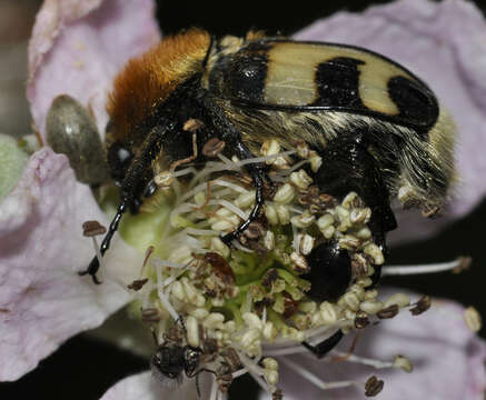 Image of Bee beetle