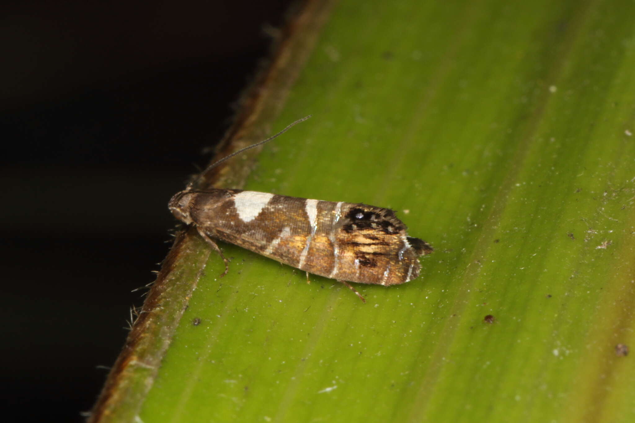 Image of Glyphipterix similis Philpott 1928