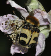 Image of Bee beetle