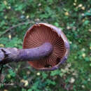 Image of Cortinarius venustus P. Karst. 1881