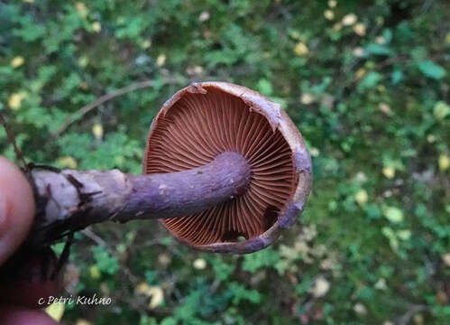 Imagem de Cortinarius venustus P. Karst. 1881