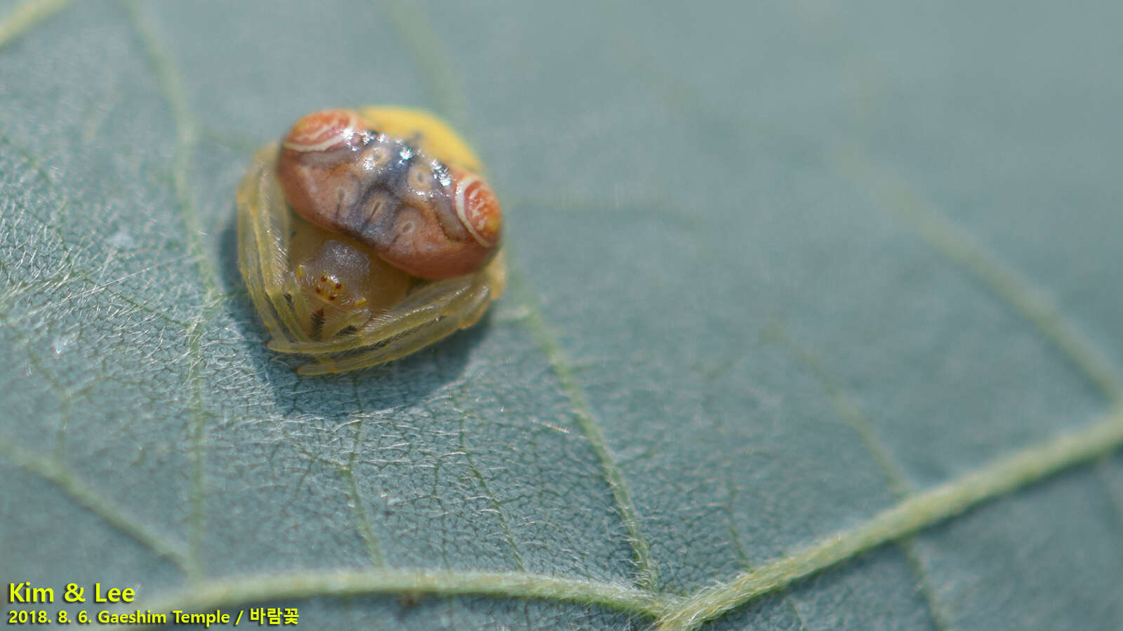 Image of Cyrtarachne inaequalis Thorell 1895