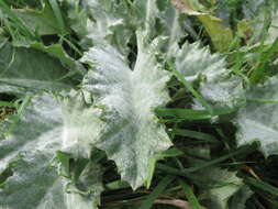 Image of Cotton Thistle