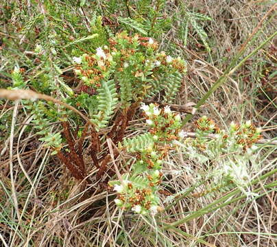 Image of Crassula ericoides Haw.