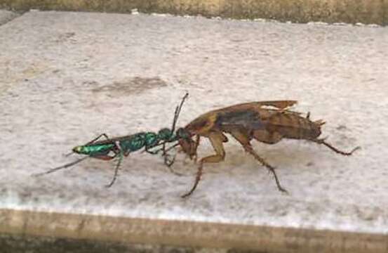 Image of Emerald cockroach wasp