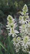 Image of white bedstraw