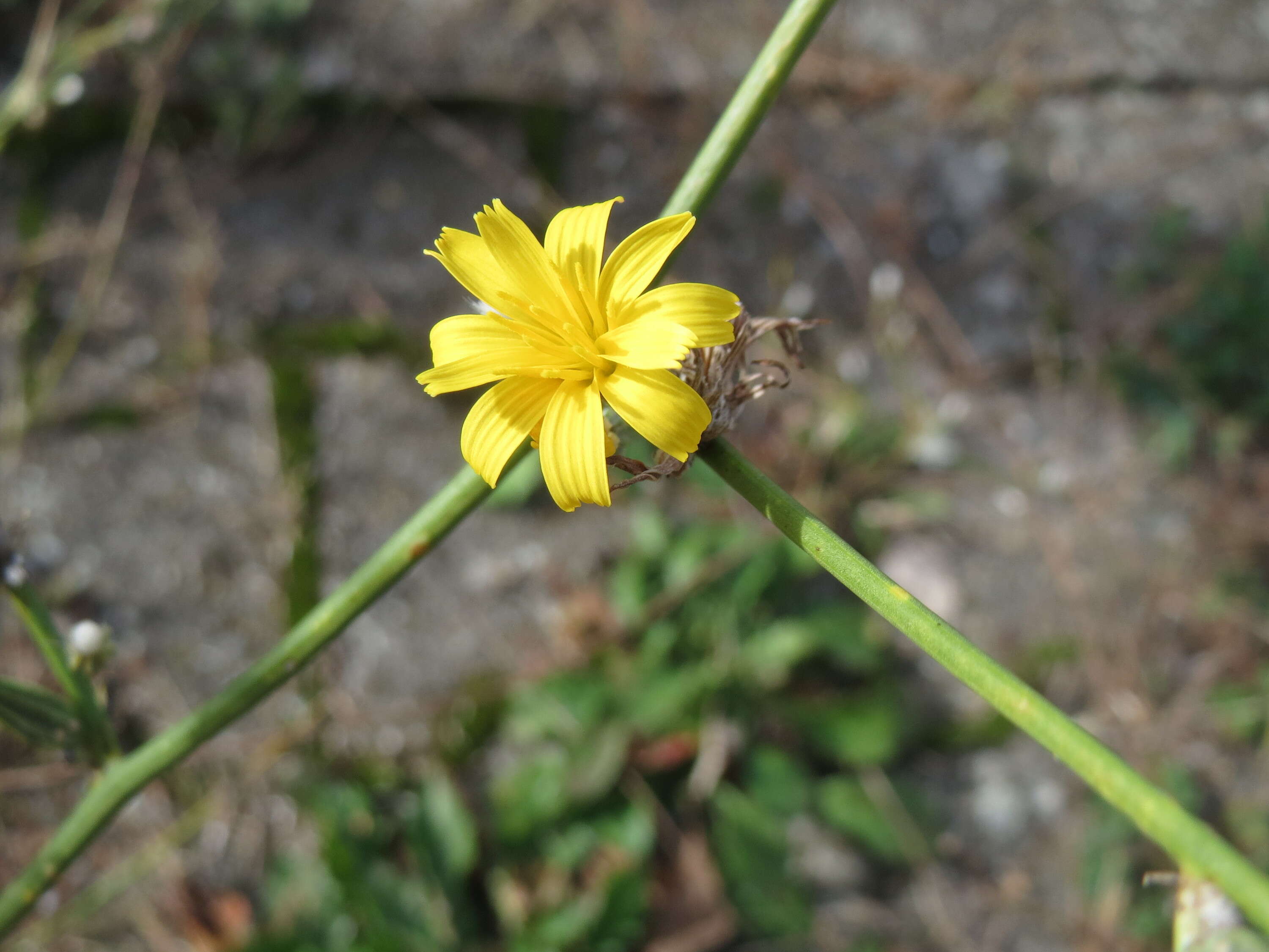 Image of chondrilla