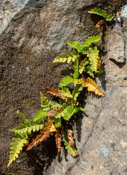 Image de Polypodium amorphum Suksdorf