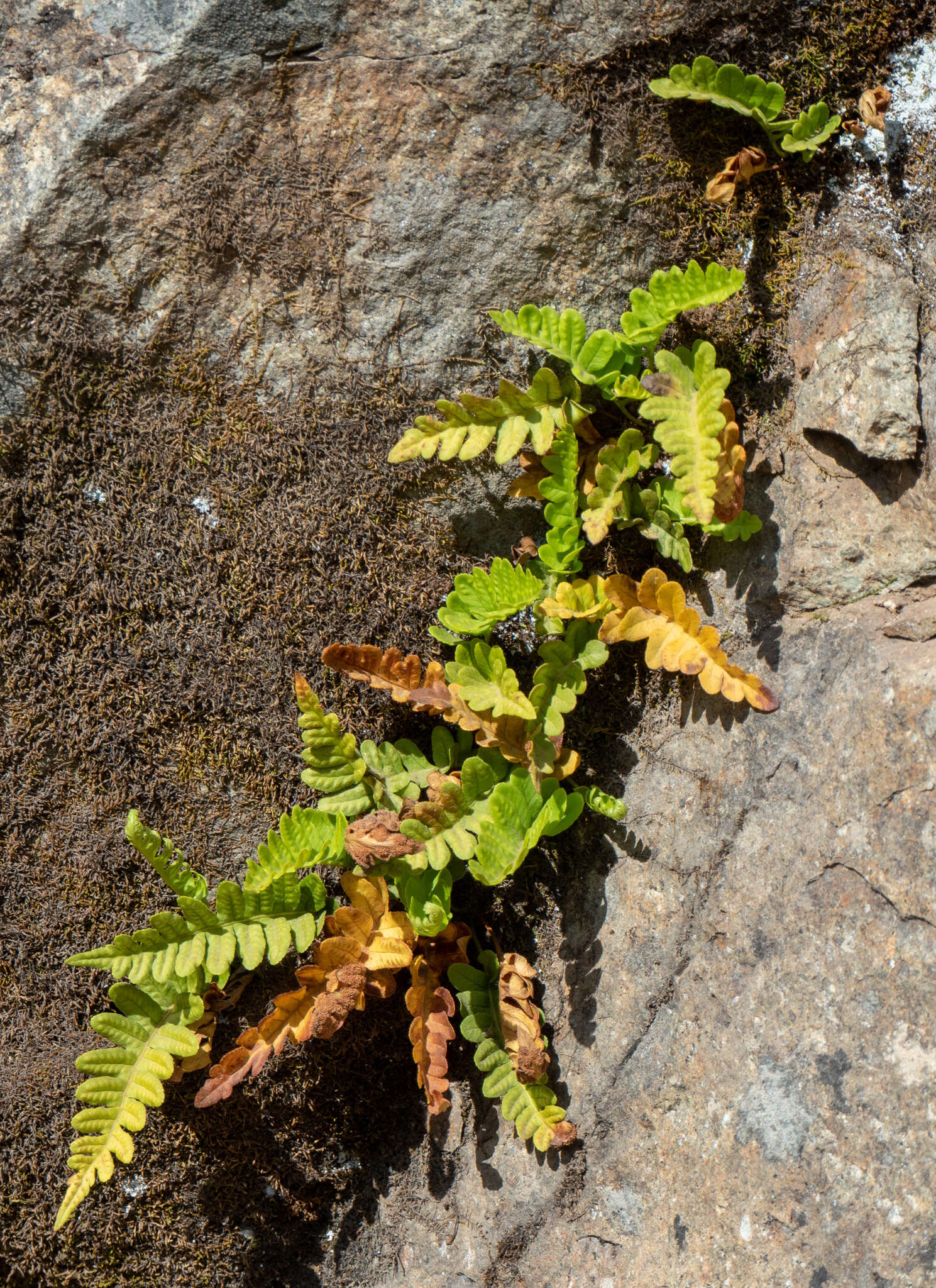 Polypodium amorphum Suksdorf的圖片